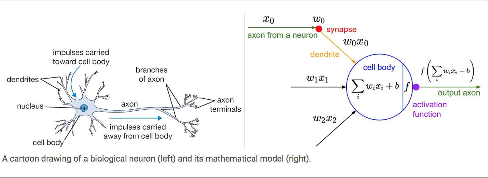 Biological to Artificial Neural Networks