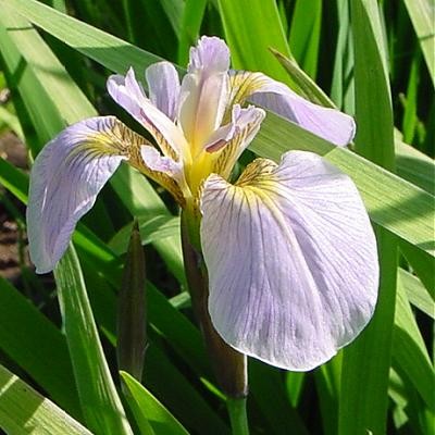 Iris Setosa