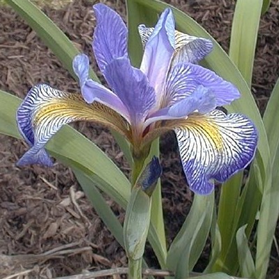 Iris Virginica