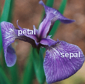 Iris Setosa